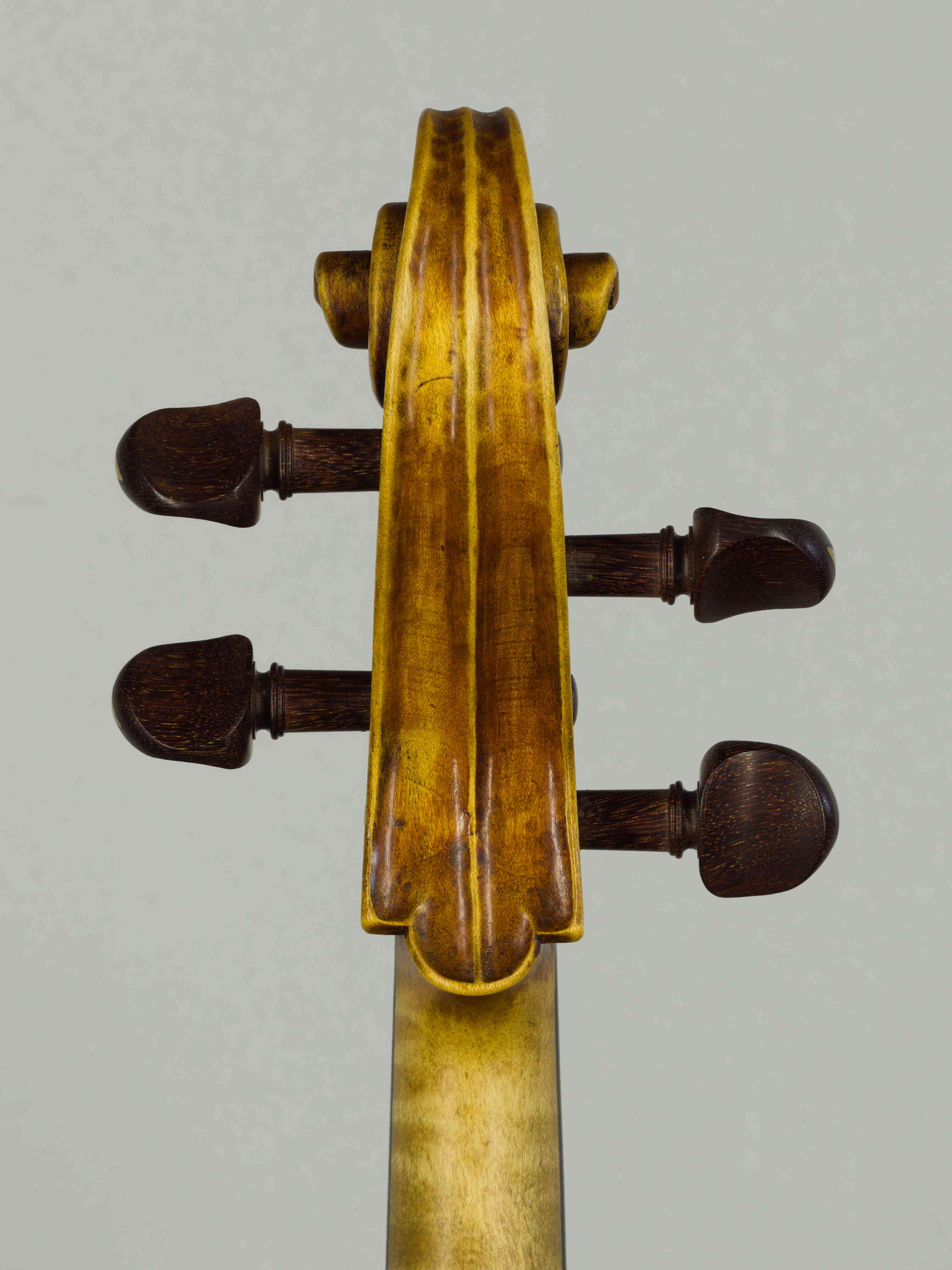 viola